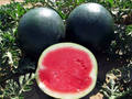Black Diamond Watermelon Seeds | Heirloom Non-GMO | Large Fruit 30-75 lbs | Sweet Red Flesh | Citrullus lanatus