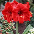 Amaryllis Red Lion Bulb - Large Red Blooms, Indoor/Outdoor Flowering Plant, Hippeastrum spp., USDA Zones 8-11