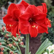 Amaryllis Red Lion Bulb - Large Red Blooms, Indoor/Outdoor Flowering Plant, Hippeastrum spp., USDA Zones 8-11
