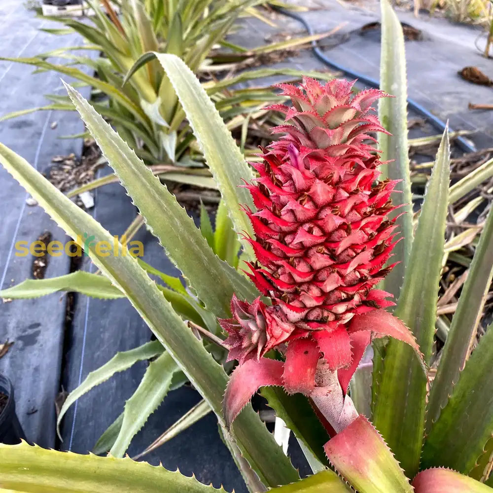 Singapore Red Pineapple Seeds - Ananas comosus Tropical Fruit Seeds for Home Gardening, Container Growing, USA Grown