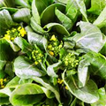 Yu Choy Sum Seeds 500mg - Flowering Brassica Jung Green - Heirloom Non-GMO Asian Green for Stir-Fries & Gardening