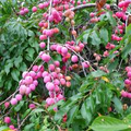 American Plum Tree Live Fruit Tree 2ft Tall Prunus americana Edible Landscape Wildlife Garden