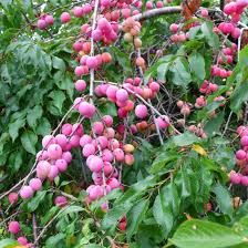 American Plum Tree Live Fruit Tree 2ft Tall Prunus americana Edible Landscape Wildlife Garden