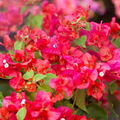Bengal Orange Bougainvillea Starter Plant - Rare Well-Rooted Plug for Indoor & Outdoor Gardens, Climbing Tropical Flowering Vine