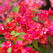 Bengal Orange Bougainvillea Starter Plant - Rare Well-Rooted Plug for Indoor & Outdoor Gardens, Climbing Tropical Flowering Vine