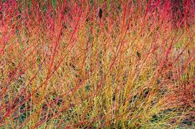 40 Winter Flame Fire Bush Seeds | Bloodtwig Red Dogwood (Cornus Sanguinea) | Vibrant Red Stems for Hedges & Winter Landscaping