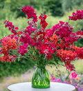 Chantilly Velvet Snapdragon Seeds | 1000+ Deep Red Fragrant Blooms | Tall Antirrhinum majus for Garden & Cut Flowers