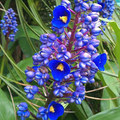 Sapphire Blue Ginger Live Starter Plant - Tropical Shade-Loving Blue Flowers - Dichorisandra Thyrsiflora for Indoor & Outdoor Gardens