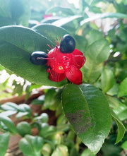 Ochna Serrulata Seeds - Mickey Mouse Plant - Yellow Flowers, Bonsai, Tropical Garden, Hardy Zones 9-11