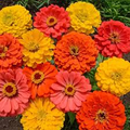 200 Seeds Zinnia FRUITY BEAUTY Mix Non-GMO Vibrant Annual Flowers Attracts Hummingbirds & Butterflies