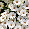 White Gerbera Daisy Seeds – 200+ Premium Seeds for Garden, Borders, Pots, Cut Flowers – Gerbera jamesonii