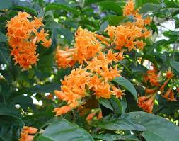 Live Orange Zest Jasmine Shrub Cestrum aurantiacum Butterfly-Attracting, Hardy Zones 7-8, Tropical Flowering Plant