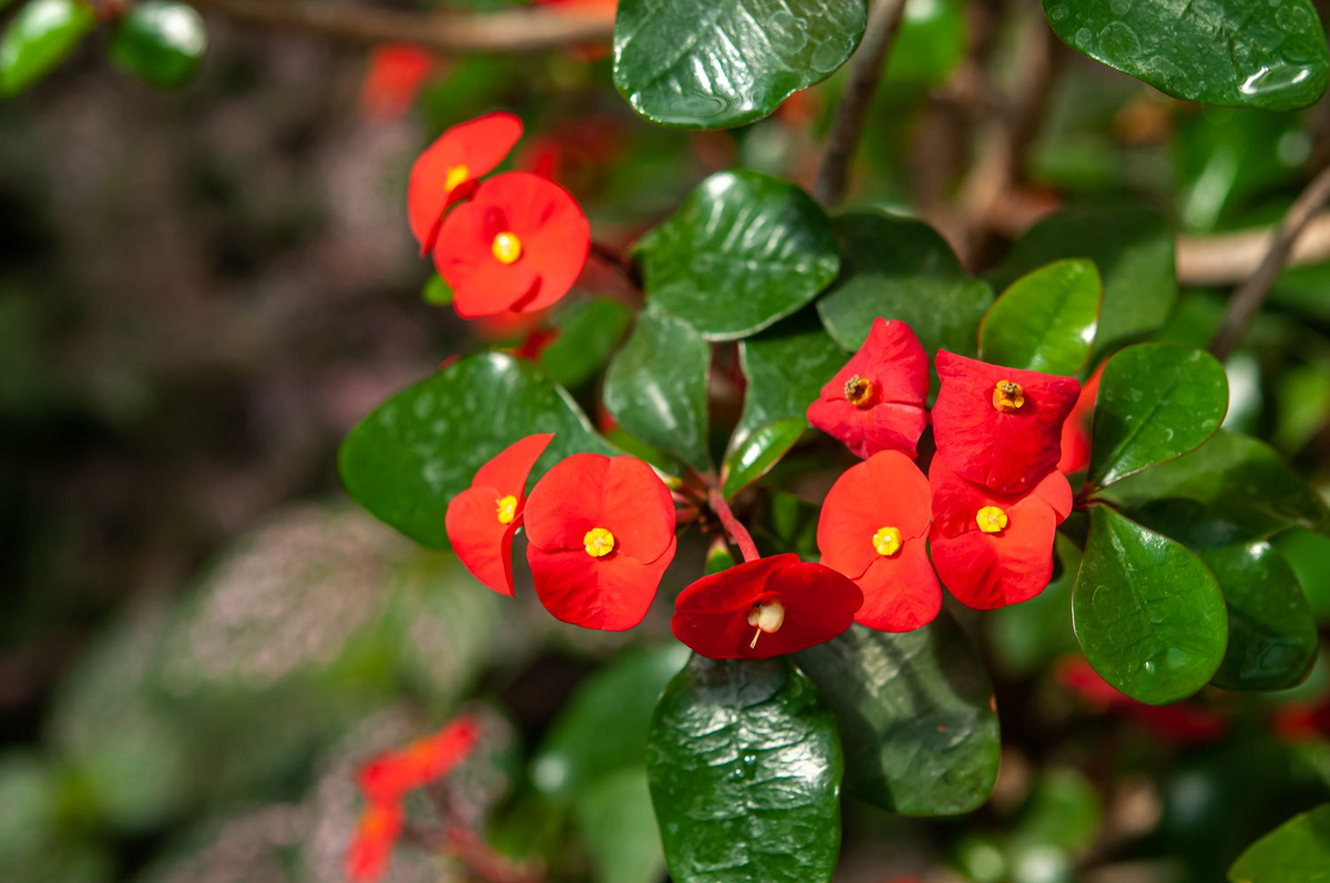 Red Crown of Thorns Cutting | Euphorbia Milii | No Roots | Drought-Tolerant Tropical Succulent Plant