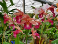Phaius Lady Ramona Harris ‘Looking @ You’ Orchid – Live Plant with Red-Maroon Flowers in 3-Inch Pot, Indoor/Outdoor Subtropical Orchid
