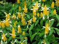 Yellow Shrimp Plant Starter Plants - Pachystachys lutea, Tropical Plug Plants, Bright Yellow Blooms, Garden, Outdoor, Pollinator-Friendly