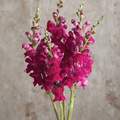 Antirrhinum majus Potomac Royal Snapdragon Seeds – 1000+ Deep Purple Blooms for Garden & Cut Flowers