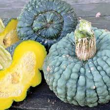25+ Marina Di Chioggia Heirloom Winter Squash Seeds – Warted Dark Green Rind, Nutty Orange Flesh, Cucurbita maxima, Garden Planting