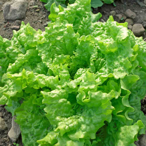 Black Seeded Simpson Leaf Lettuce Seeds – Lactuca sativa Heirloom for Gardening, Salad, and Fresh Harvests, 700 Seeds