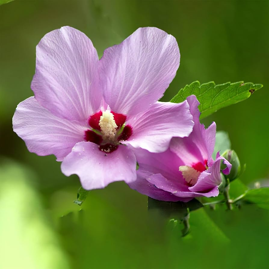 Rose of Sharon Hibiscus Starter Plants – 6" Live Roots, White, Purple, Pink, Hibiscus syriacus, Fast Growing Garden Plants