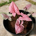 Syngonium podophyllum 'Pink Perfection' Live Arrowhead Plant in 4-Inch Pot, Rare Pink Houseplant, Air-Purifying Indoor Plant