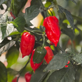 Ghost Pepper Seeds – Super Hot Chili, Bhut Jolokia, Heirloom, Fiery Heat for Hot Sauce & Spicy Dishes
