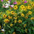 Black-eyed Susan Seeds – Rudbeckia hirta – Bright Yellow Wildflower, Pollinator Friendly, Native Prairie Flower, Easy to Grow