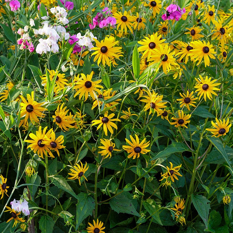Black-eyed Susan Seeds – Rudbeckia hirta – Bright Yellow Wildflower, Pollinator Friendly, Native Prairie Flower, Easy to Grow
