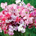Sweet Pea Seeds – Spencer Ripple Formula Mix – Bi-Color Ruffled Blooms – Climbing Flower Vine – Lathyrus odoratus