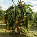 American Beauty Dragon Fruit Cuttings - 8-10 Inches, Red Flesh, Self-Pollinating, Tropical Fruit Plant, Hylocereus Species