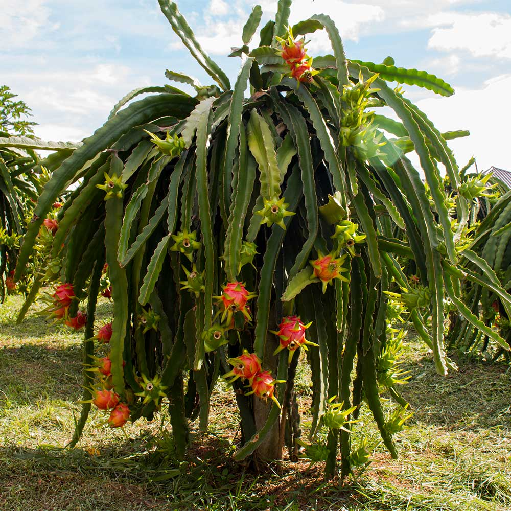 American Beauty Dragon Fruit Cuttings - 8-10 Inches, Red Flesh, Self-Pollinating, Tropical Fruit Plant, Hylocereus Species