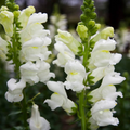 Snowflake Snapdragon Seeds 1000+ White Blooms Antirrhinum majus for Borders, Pollinator Gardens & Bouquets – USA