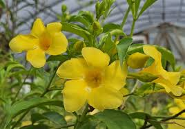 Yellow Allamanda Starter Plant - Golden Trumpet, Tropical Perennial with Vibrant Yellow Flowers, Allamanda cathartica