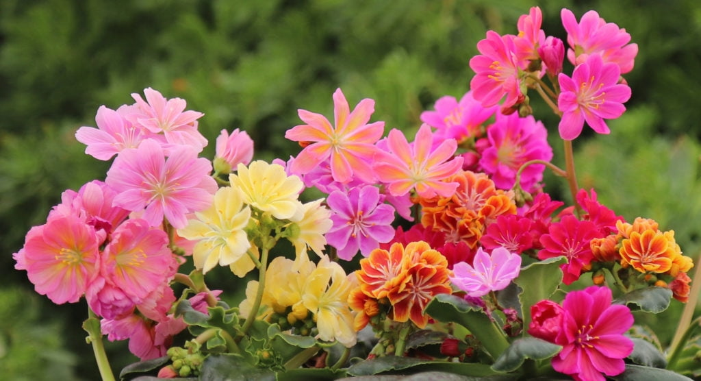 Lewisia 'Rainbow Mix' Starter Plant – Hardy Succulent with Vibrant Flowers, Drought-Tolerant Perennial for Rock Gardens & Pots