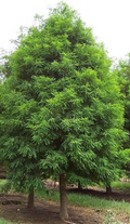 Bald Cypress Tree Live Bare Root Plant 2-3 Feet Taxodium distichum Wetland Tree for Landscaping