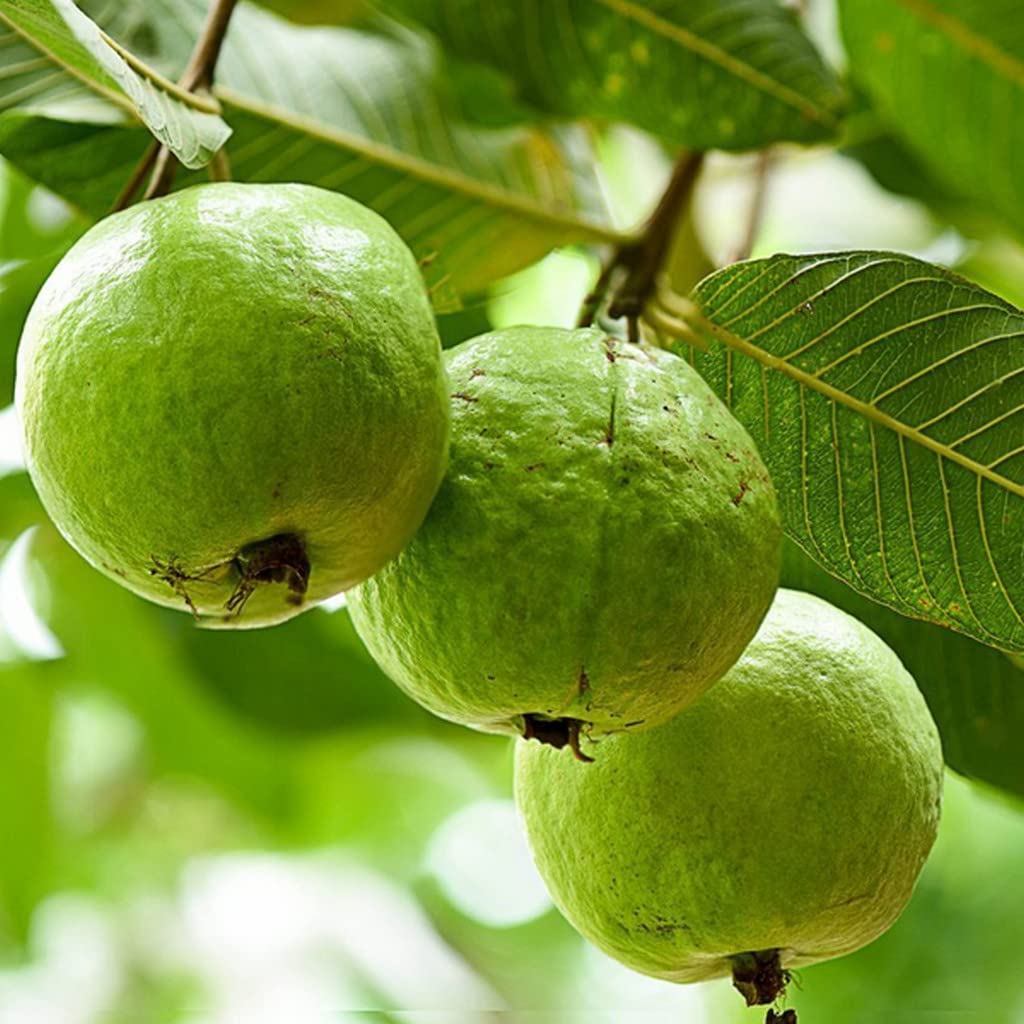 Giant Bangkok White Guava Seeds – Organic Non-GMO Tropical Fruit Tree, Psidium Guajava, Edible Sweet Guava Plant