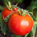 Tomato Seeds 100mg – Legend Heirloom Solanum lycopersicum, Disease-Resistant, Early-Maturing Vegetable for Planting