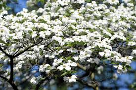 White American Flowering Dogwood Tree Seeds – Cornus florida, Ornamental Flowering Tree, Hardy in Zones 5-9