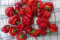 Scotch Bonnet Red Hot Pepper Seeds – Super Spicy Caribbean Chili, Capsicum chinense, 30 Seeds for Hot Sauce & Cooking
