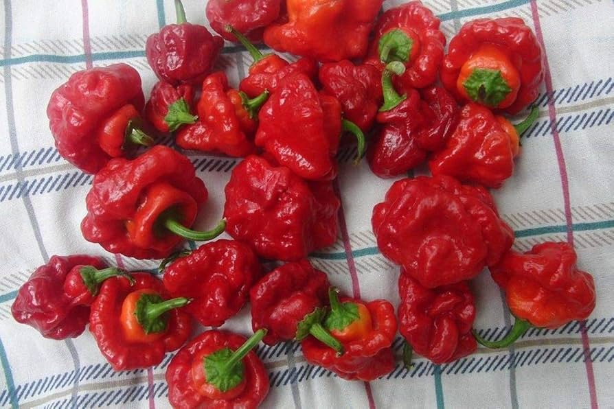Scotch Bonnet Red Hot Pepper Seeds – Super Spicy Caribbean Chili, Capsicum chinense, 30 Seeds for Hot Sauce & Cooking