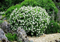 Gardenia jasminoides Starter Plant – Fragrant White Blooms, 1-2 Ft Tall Live Shrub, Evergreen Foliage, Acidic Soil, Ornamental Gardenia