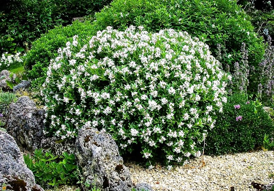 Gardenia jasminoides Starter Plant – Fragrant White Blooms, 1-2 Ft Tall Live Shrub, Evergreen Foliage, Acidic Soil, Ornamental Gardenia