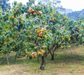 American Persimmon Tree Bare Root Plants - Pack of 2, Edible Fruit, Drought-Tolerant, Diospyros virginiana