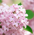 Syringa microphylla Seeds – Littleleaf Lilac Shrub with Fragrant Pink-Lilac Blooms, Ornamental Compact Cold-Hardy Plant