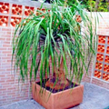 Ponytail Palm Seeds – Beaucarnea recurvata, Elephant Foot Caudex, Indoor & Outdoor Houseplant, Drought-Tolerant, USDA Zones 9-11