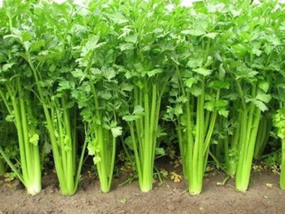 Chinese Celery Seeds – Heirloom, Non-GMO, Aromatic & Flavorful, Apium graveolens, Microgreens & Cooking