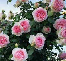 Pink Garden Rose Unrooted Cutting | Climbing Rose Propagation | Rosa spp. | 5-8 Inches Long for Garden & Arbors