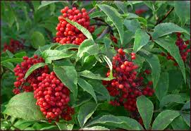 80 Red Elderberry Seeds Sambucus racemosa Edible Fruit Shrub for Gardens, Wild Elderberry, High Yield Plant