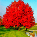 Red Maple Tree 2-Pack Live Bare Root Plants 10-12" Acer rubrum for Landscaping & Shade