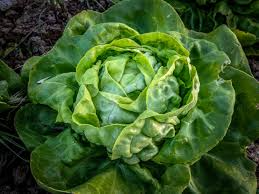 Buttercrunch Lettuce Seeds 500 Pack, Lactuca Sativa, Sweet and Tender Leaf Lettuce for Gardens and Containers