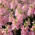 Chantilly Pink Snapdragon Seeds (Antirrhinum majus) | 1000+ Tall Fragrant Pink Blooms for Garden & Cut Flowers